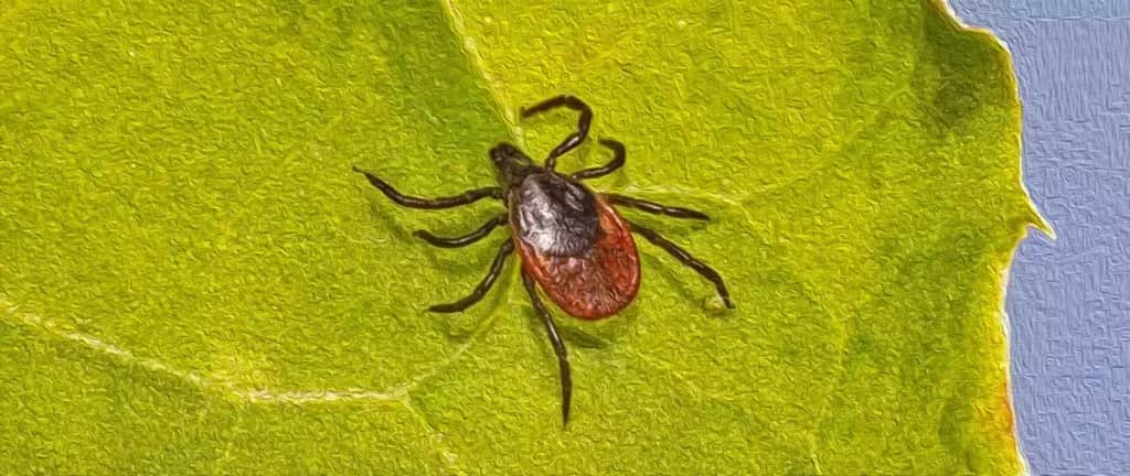 Co oznacza sen o kleszczach? Symbolika i interpretacja snu