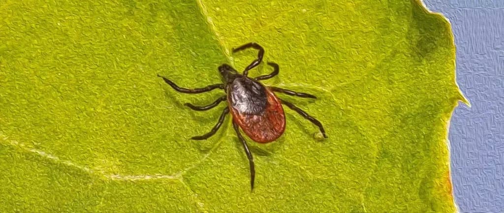 Co oznacza sen o kleszczach? Symbolika i interpretacja snu