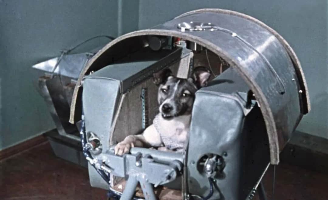 Prawda o losie Łajki w kosmosie: co stało się z pierwszym psem w przestrzeni