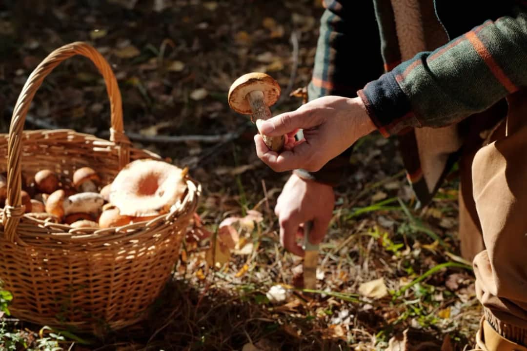 Co oznacza sennik widzieć grzyby prawdziwki - kompletna interpretacja snu