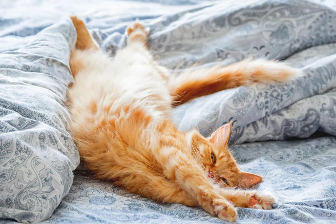 Sen o małym kotku: Czułość czy ukryte lęki przed odpowiedzialnością?