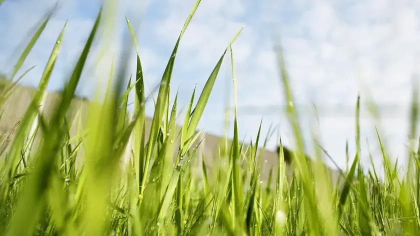 Sennik: Co oznacza zielona trawa we śnie? Poznaj symbolikę marzeń